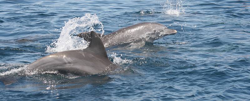 Delfinbeobachtung vom Boot aus