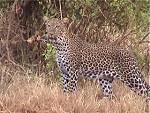 Kiwara privat Safari, Leopard; Kenya Tsavo Ost National Park