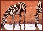 Kiwara Safari, Zebras; Kenya Tsavo Ost National Park