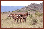 Kiwara privat Safari, Zebras; Kenya Tsavo Ost National Park